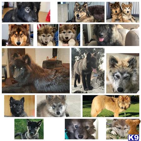azwolfdogs Picture 3